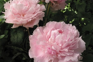 Peony 'Sara Bernhardt'